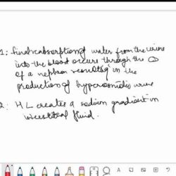 Figure heart blood biology cardiac muscle vessels mammalian diastole during into relaxed work cells flows