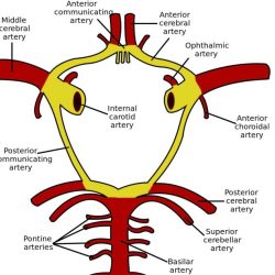 Capillaries vessels calcium