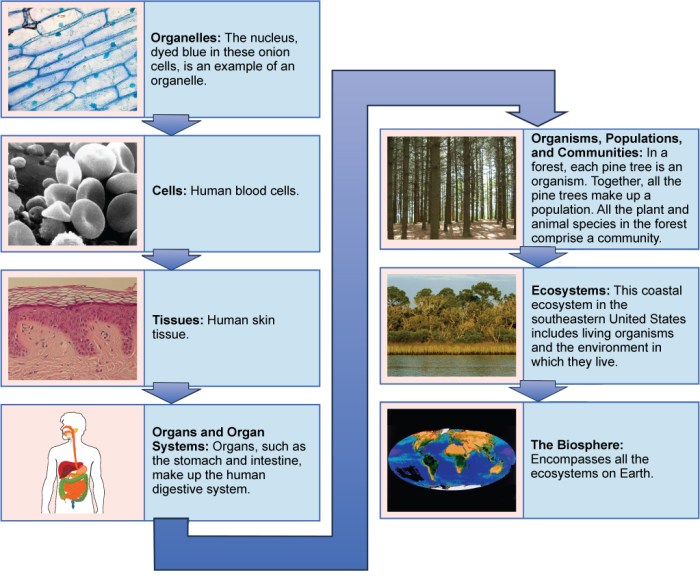 Levels of biological organization graphic organizer