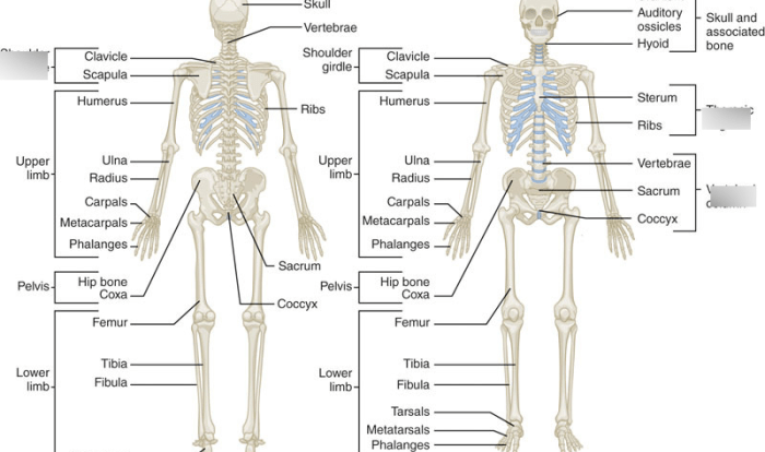 Chapter 5 the skeletal system answer key pdf