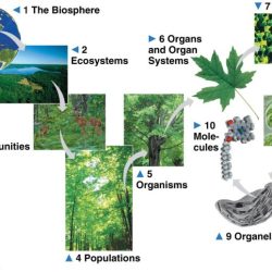 Levels of biological organization graphic organizer