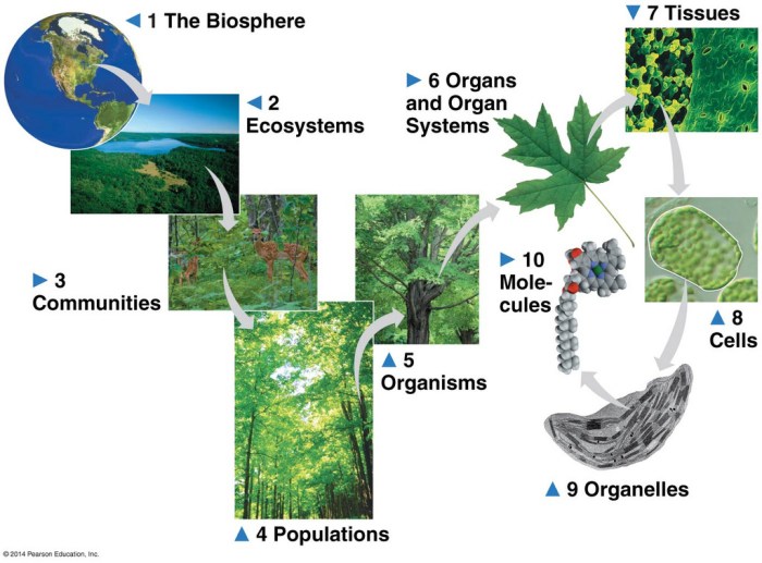 Levels of biological organization graphic organizer