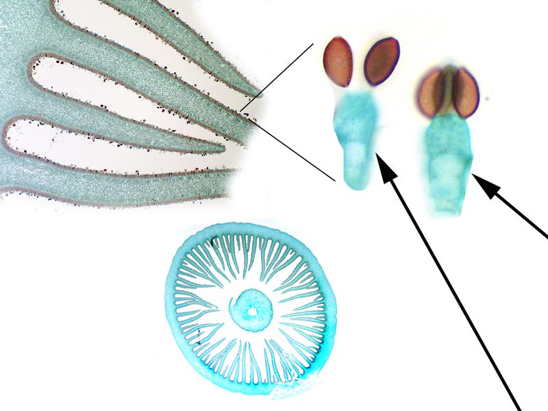 Coprinus mushroom under microscope labeled