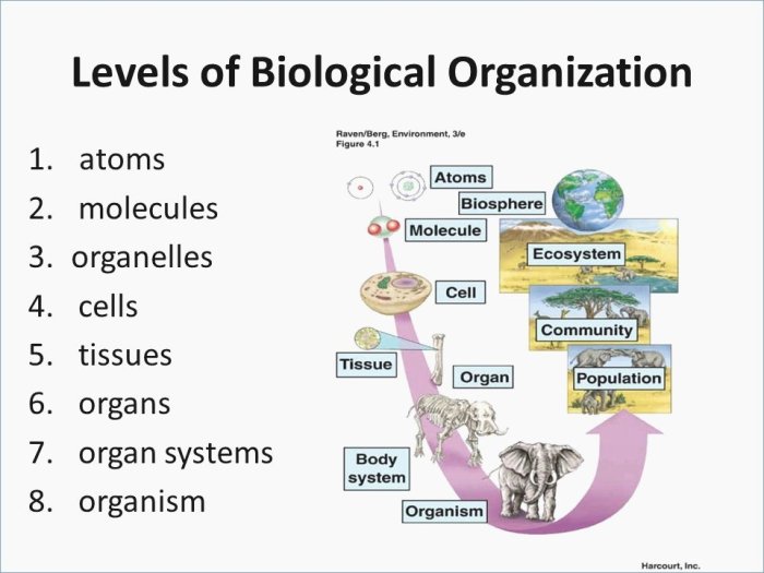 Levels of biological organization graphic organizer