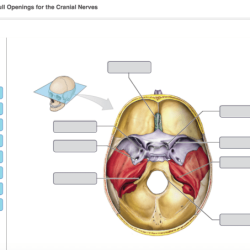 Midsagittal labeling appropriate respective drag labels targets