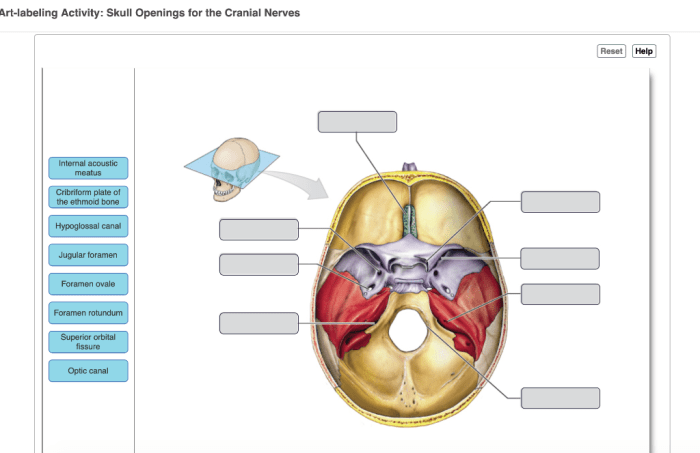 Midsagittal labeling appropriate respective drag labels targets