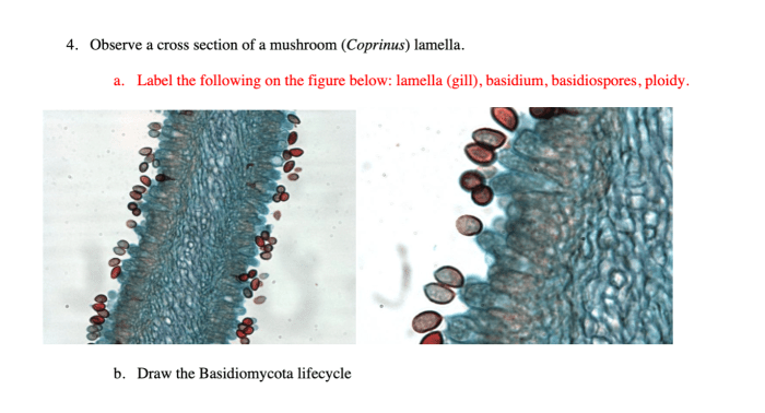 Coprinus mushroom under microscope labeled