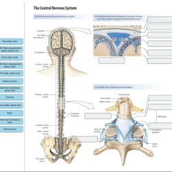 Drag the labels onto the diagram of the cns meninges