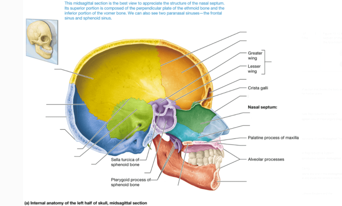 Neck nasal inferior sphenoid conchae ethmoid zygomatic bones fossa pituitary hypophyseal gland foramen